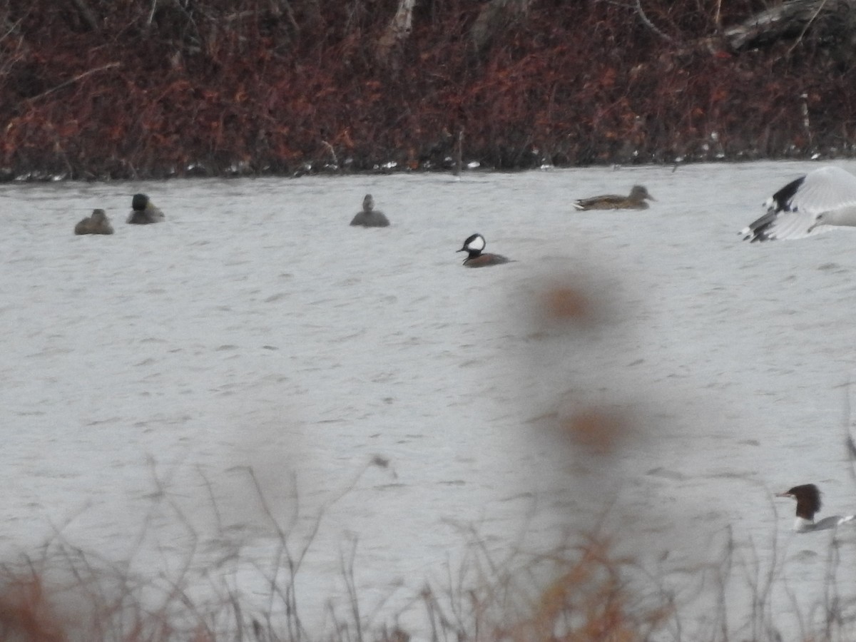 מרגון מקושט - ML646094493