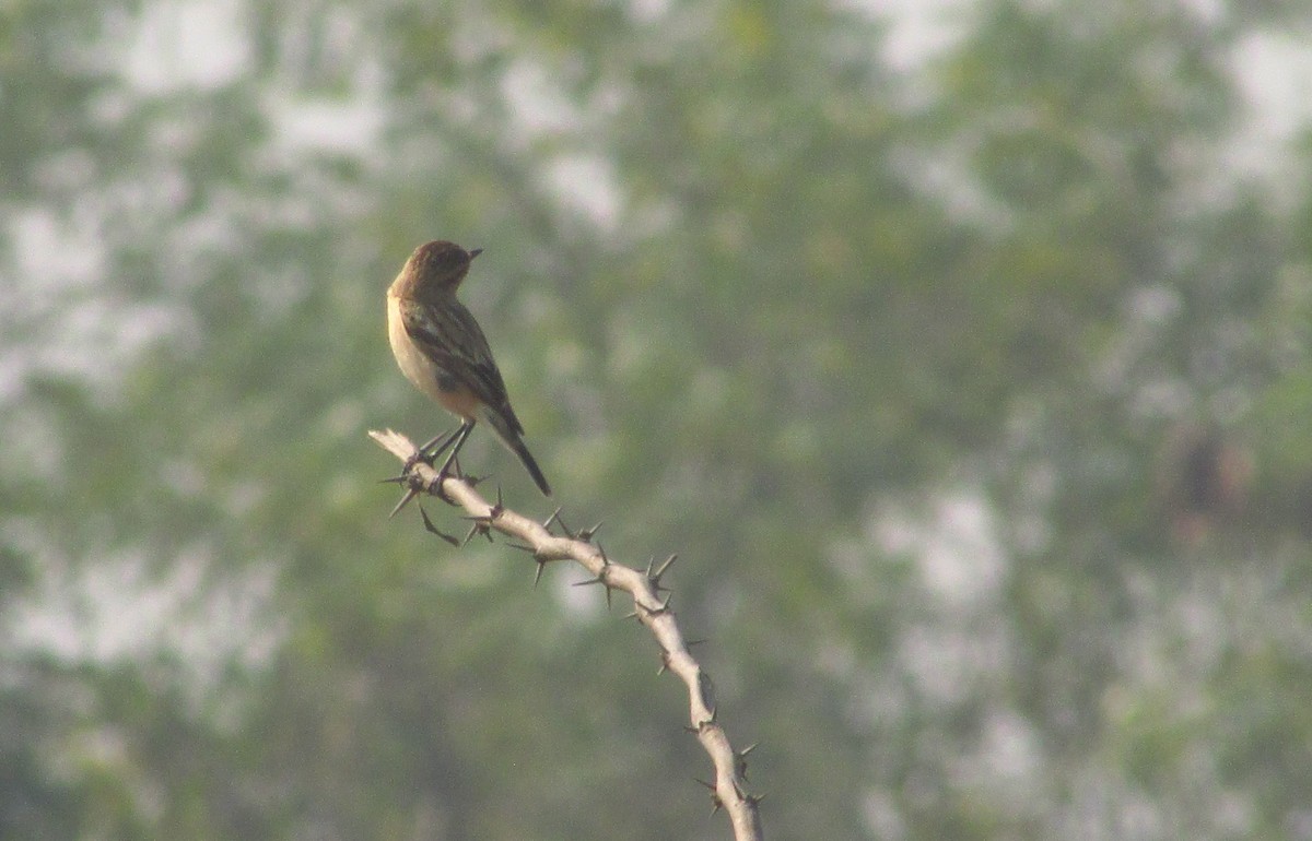 דוחל מזרחי - ML646094494