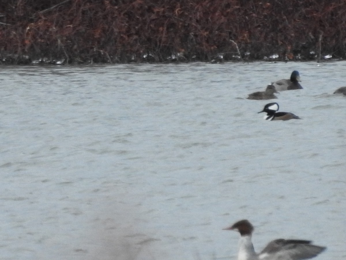 מרגון מקושט - ML646094495