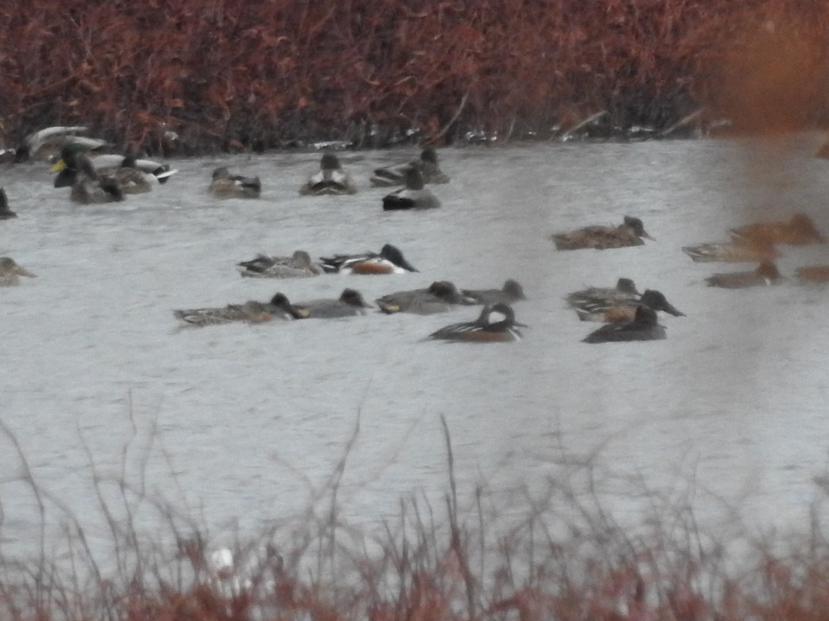 מרגון מקושט - ML646094496