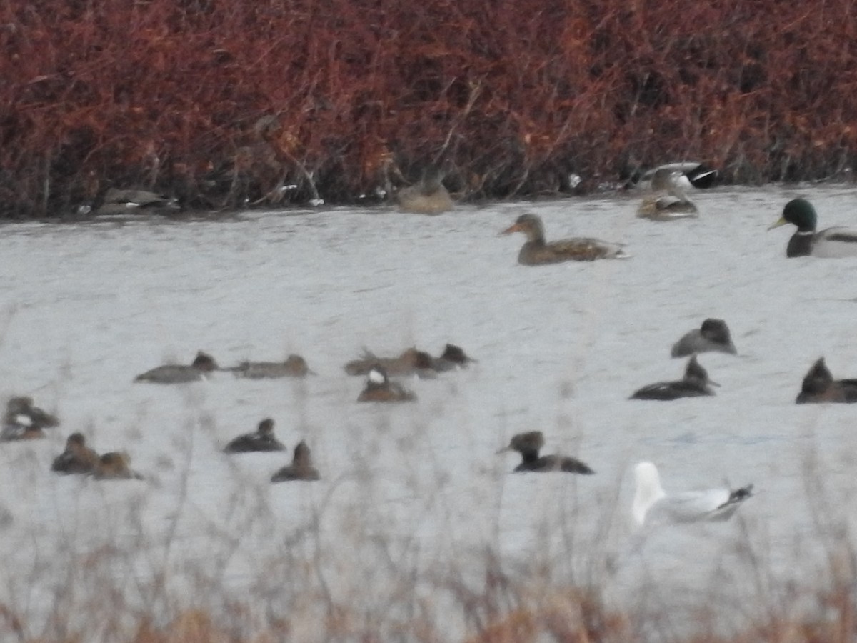 מרגון מקושט - ML646094498