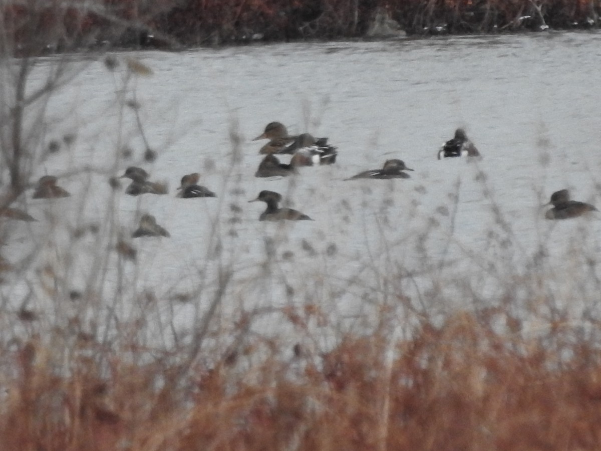 מרגון מקושט - ML646094499