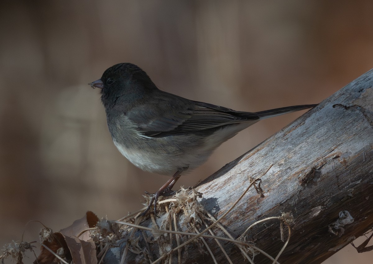 Dark-eyed Junco (Slate-colored) - ML646094500