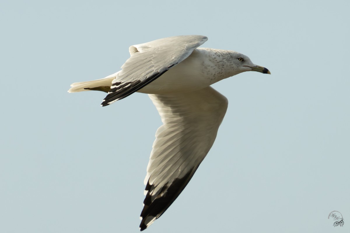 שחף עקוד-מקור - ML646094501