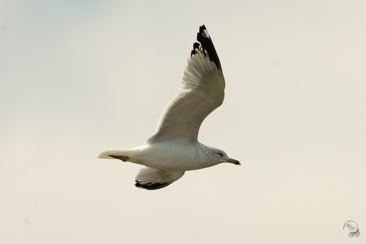 שחף עקוד-מקור - ML646094502
