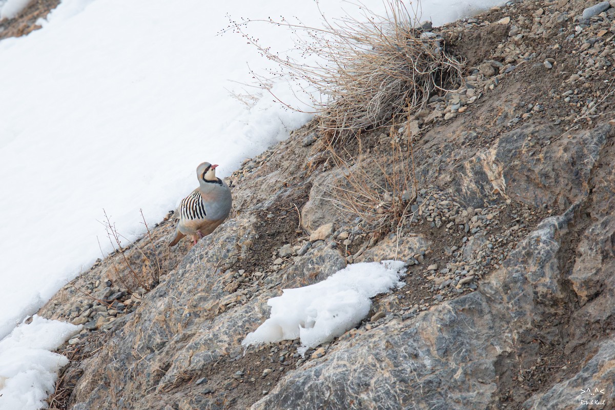 חוגלת סלעים - ML646094510