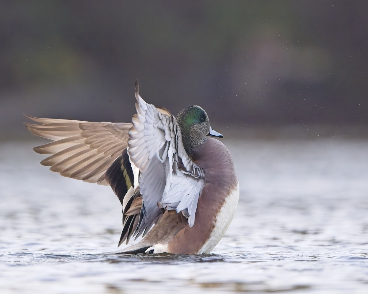 ברווז אמריקני - ML646094513