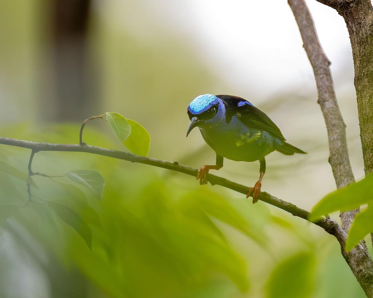 Red-legged Honeycreeper - ML646094519