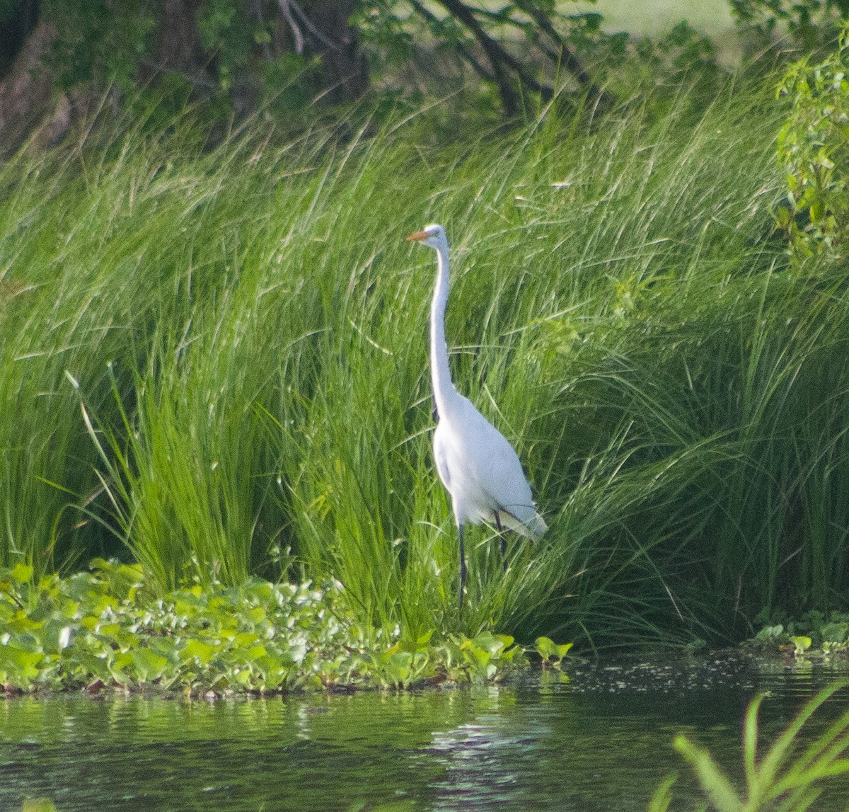 Great Egret - ML646094520