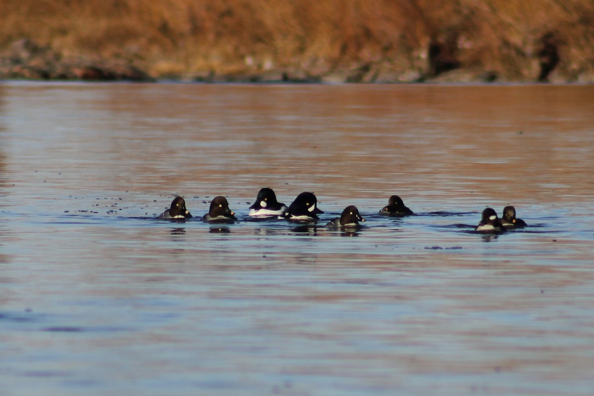 Barrow's Goldeneye - ML646094521