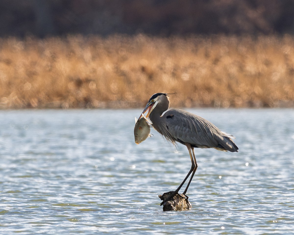 herodiashegre - ML646094532