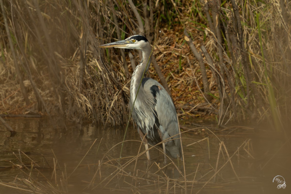 herodiashegre - ML646094537