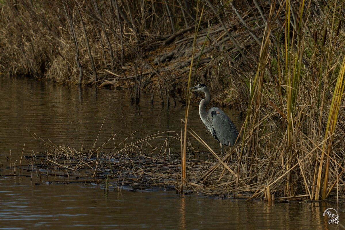 herodiashegre - ML646094538