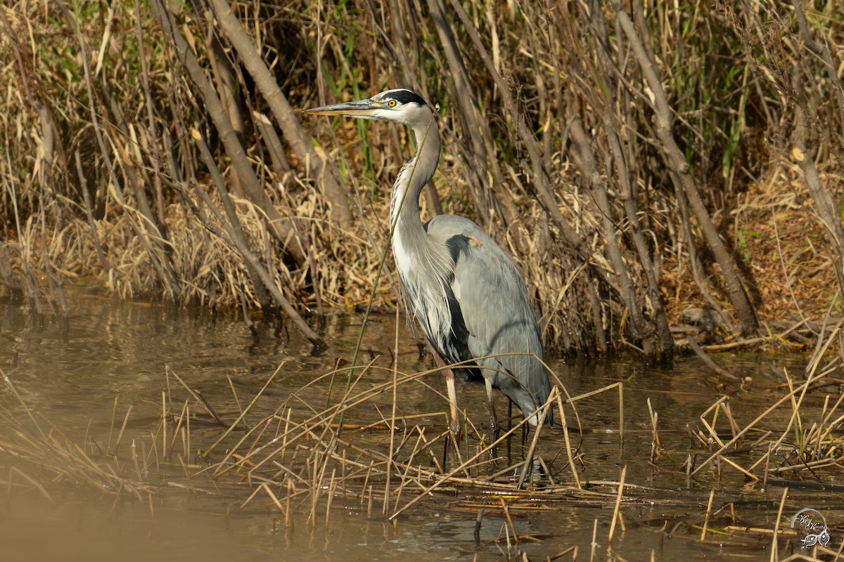 herodiashegre - ML646094539