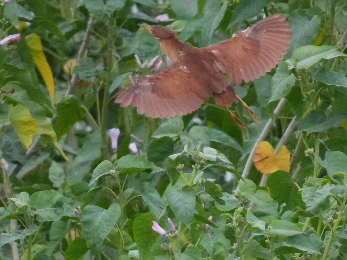 Cinnamon Bittern - ML646094554