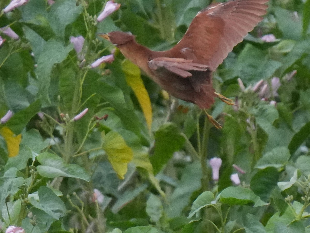 Cinnamon Bittern - ML646094555