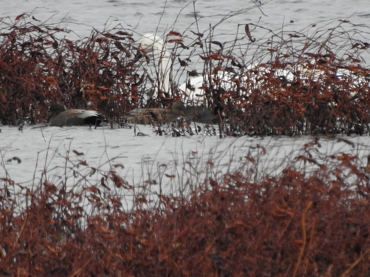 אגמית אמריקנית - ML646094569