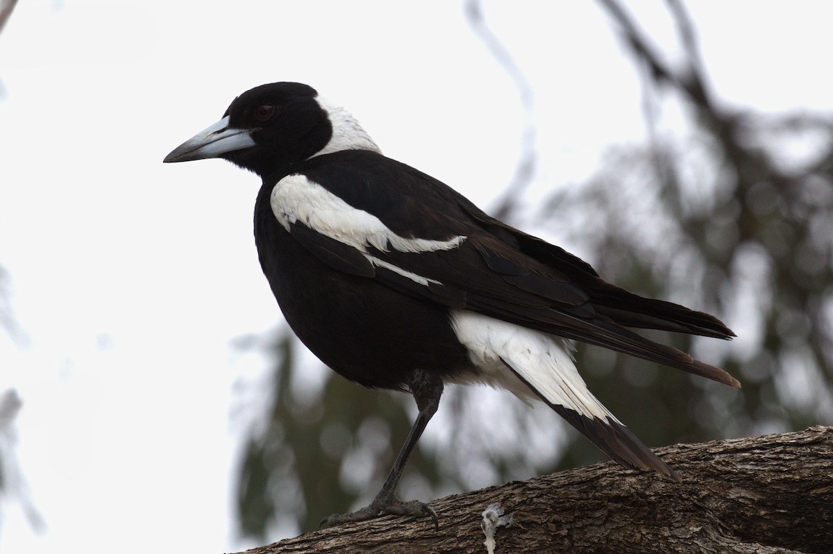 Australian Magpie (Black-backed) - ML646094583
