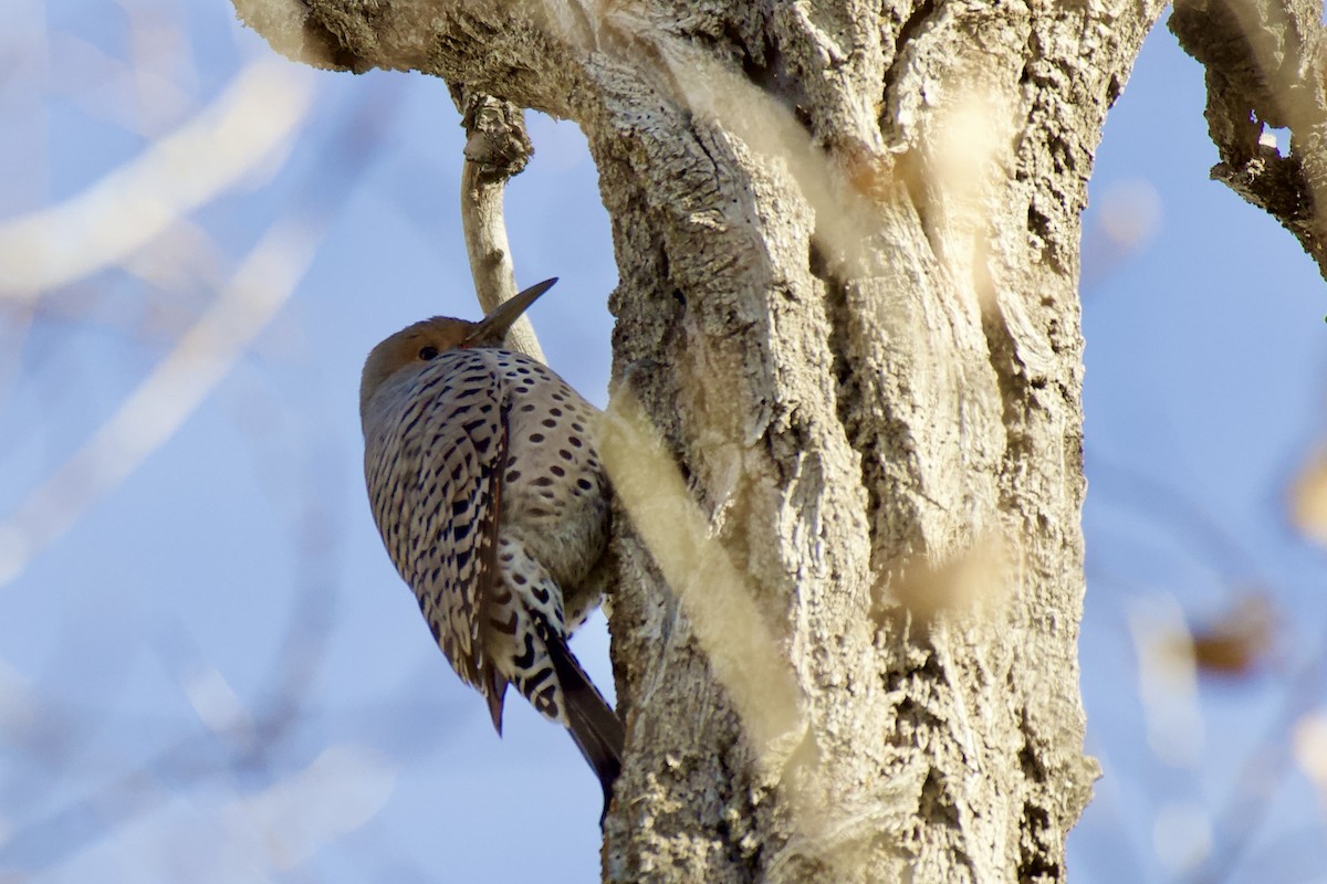 gullspett - ML646094585