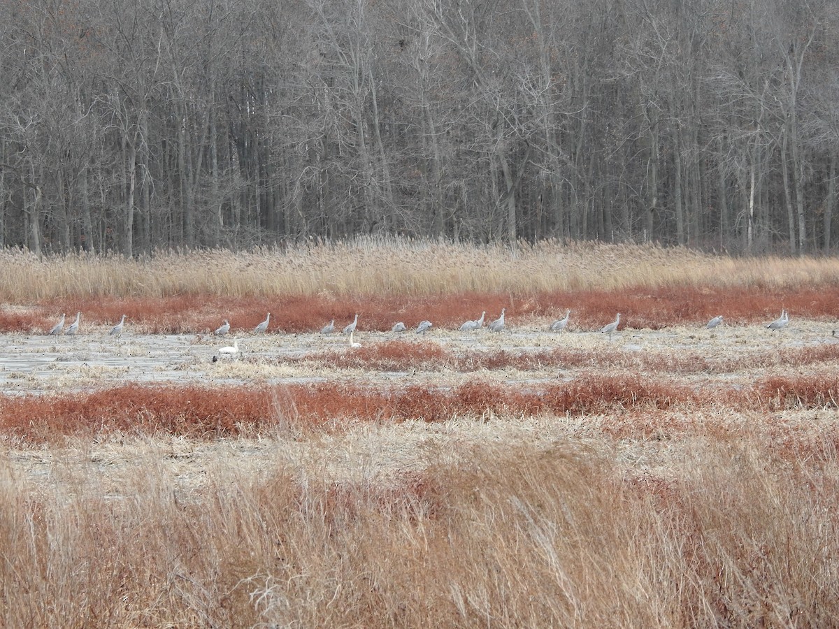 Журавель канадський - ML646094586