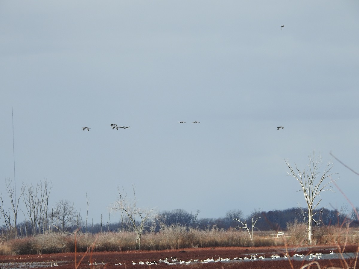 Журавель канадський - ML646094587