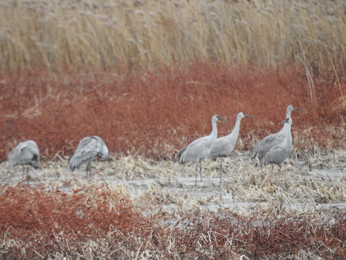 Журавель канадський - ML646094588