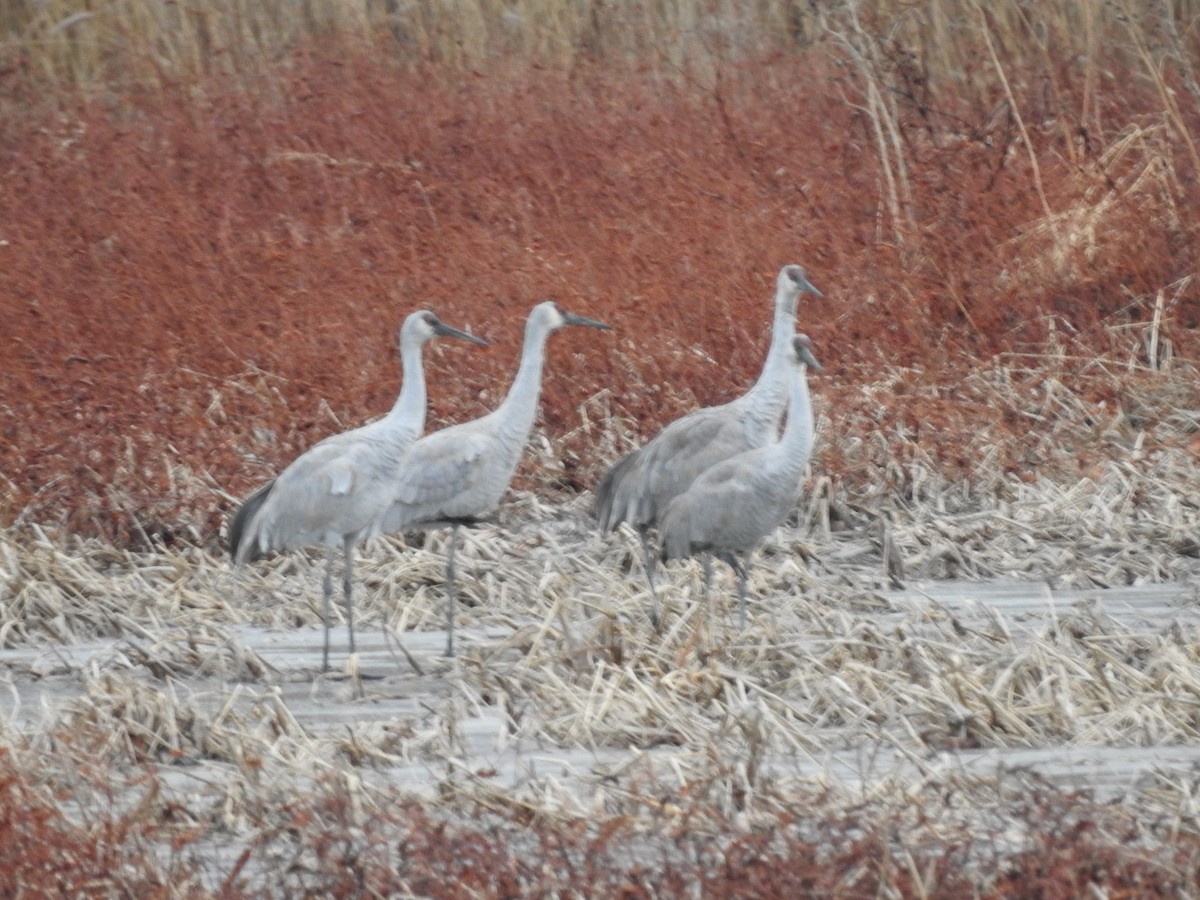 Журавель канадський - ML646094591