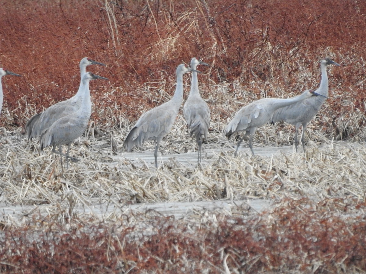 Журавель канадський - ML646094596