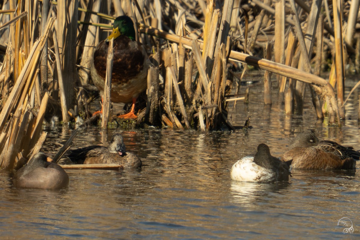 amerikablesand - ML646094597