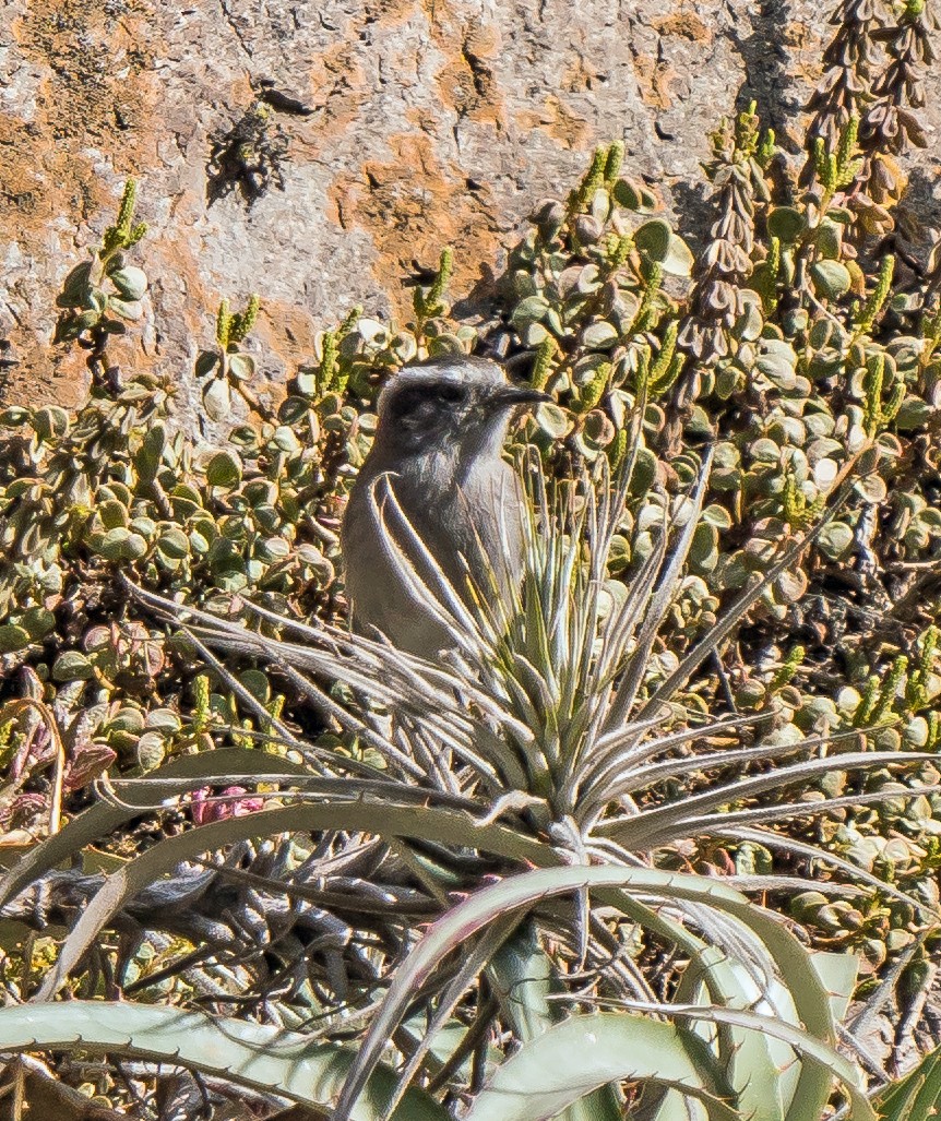 Пітайо білобровий - ML646094599