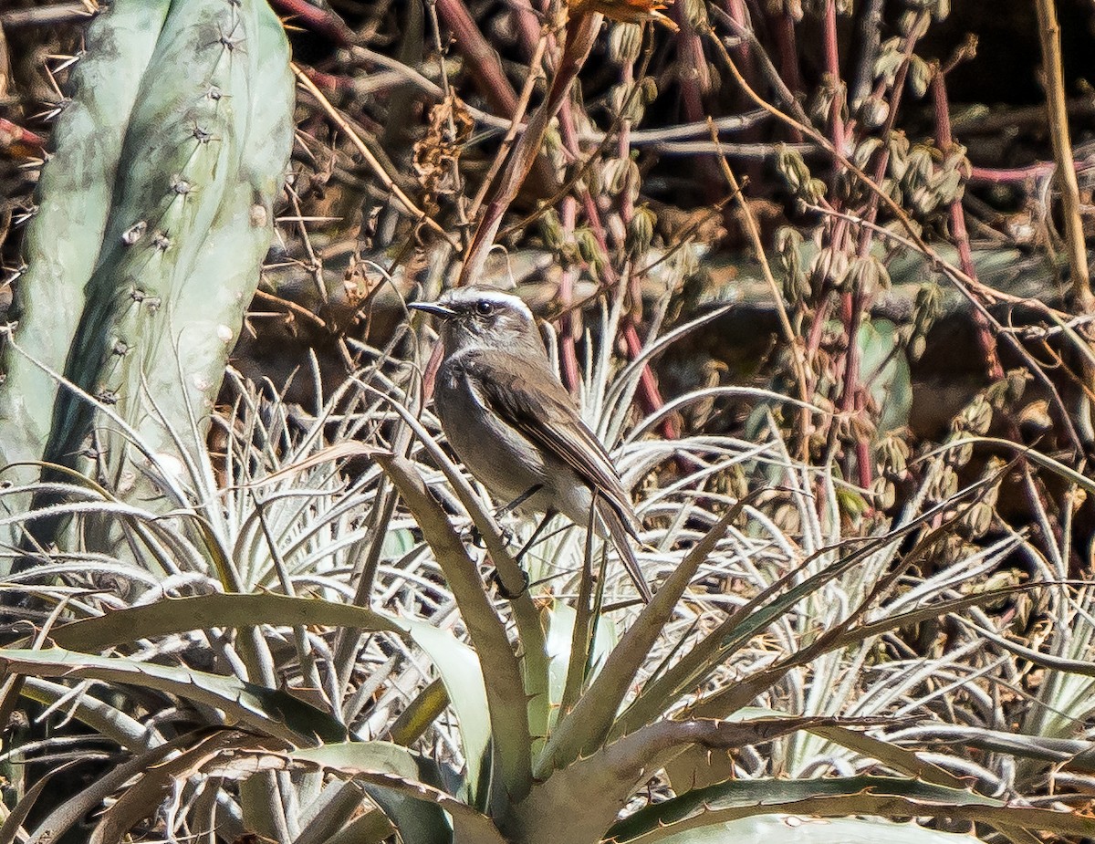 hvitbryntyrann - ML646094600