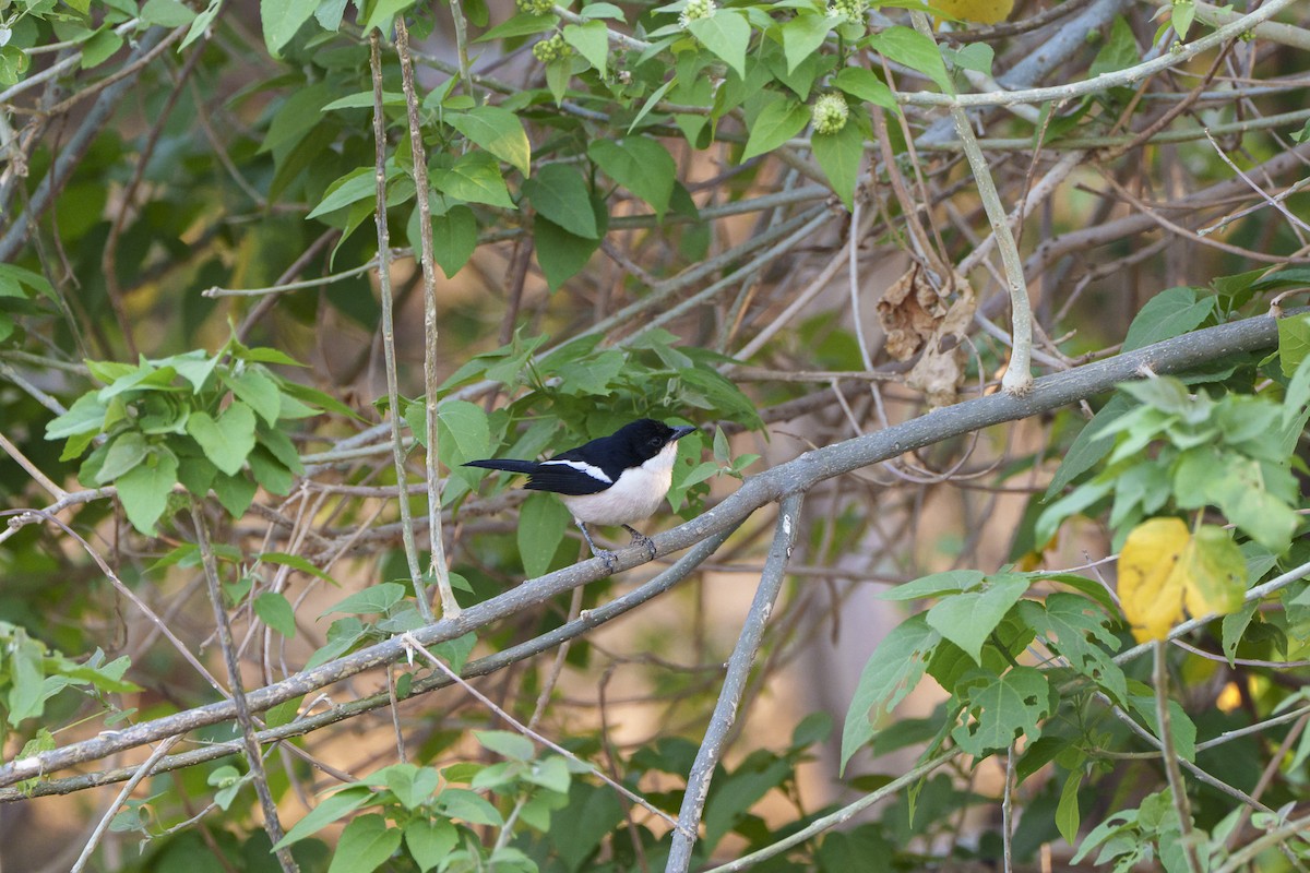 tropebobo - ML646094601