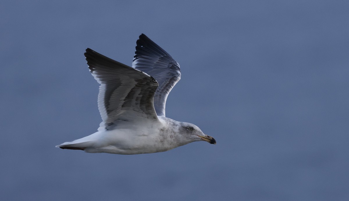 Мартин західний - ML646094603