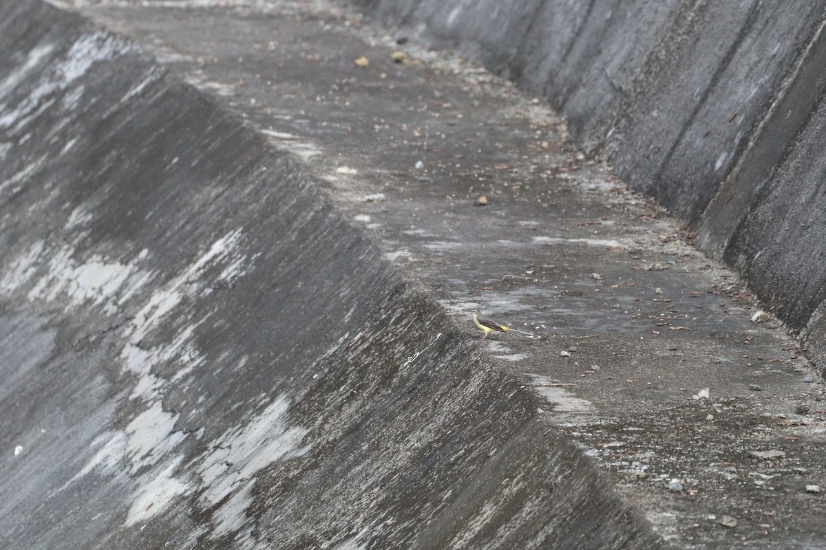 Плиска гірська - ML646094604