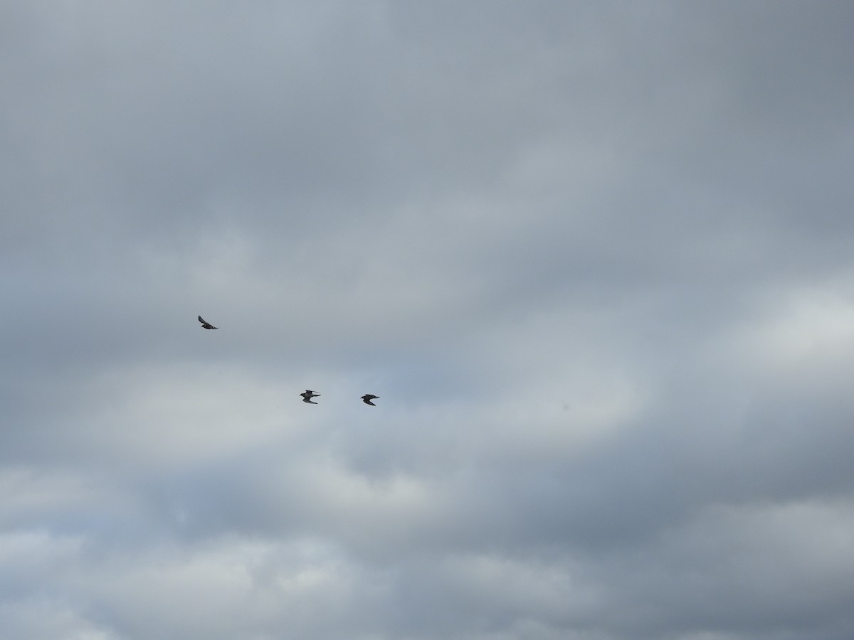 Пісочник крикливий - ML646094606