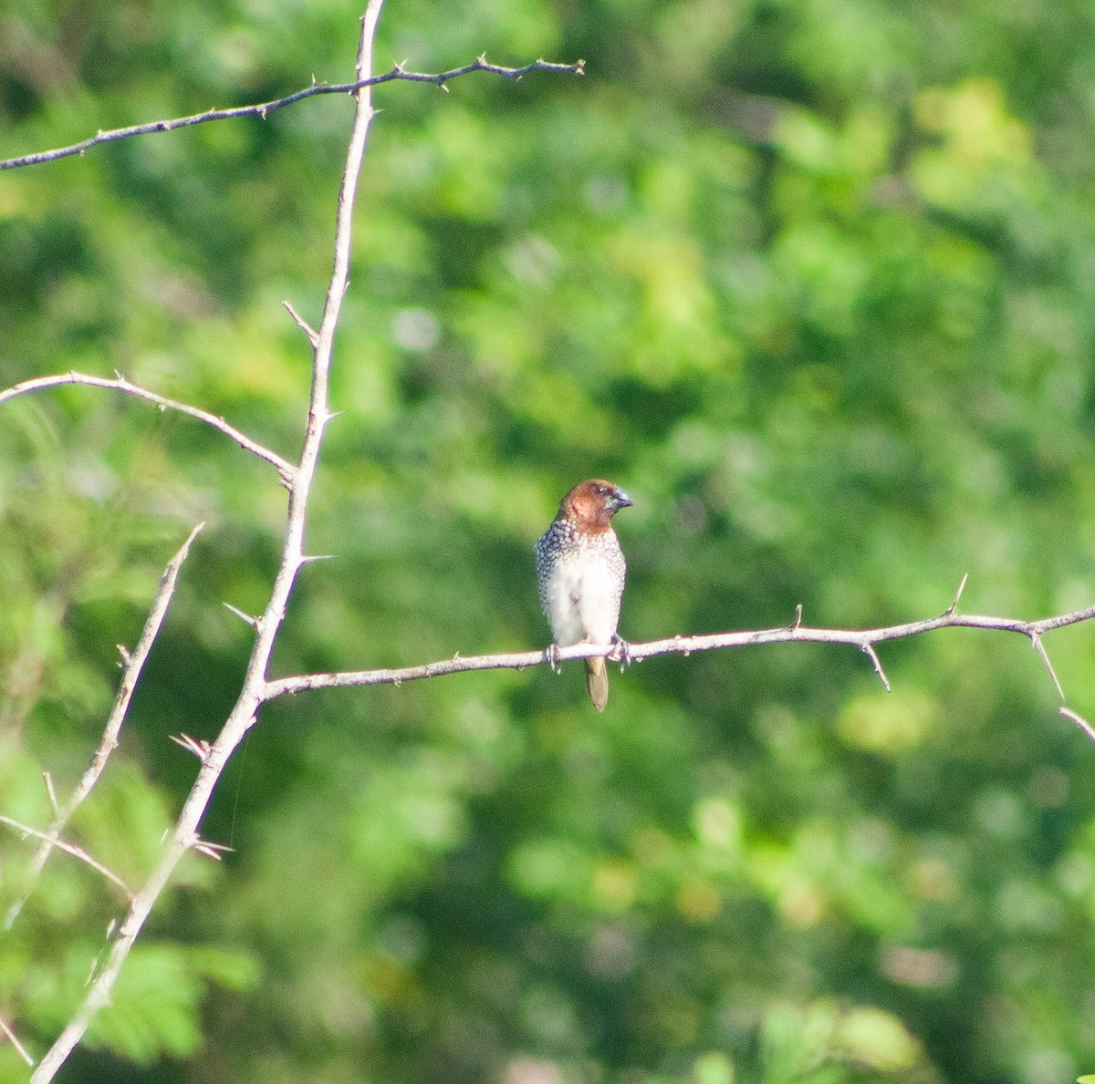 Мунія іржаста - ML646094607