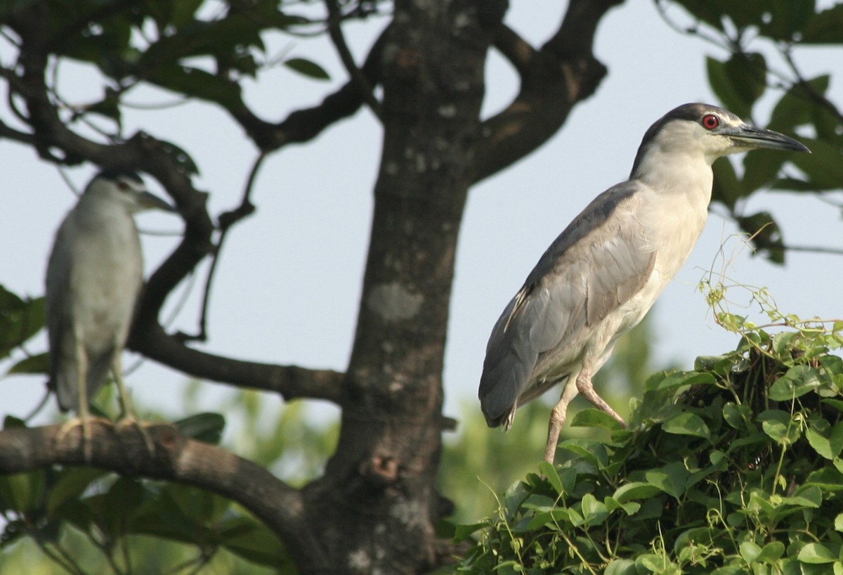 Квак звичайний - ML646094609