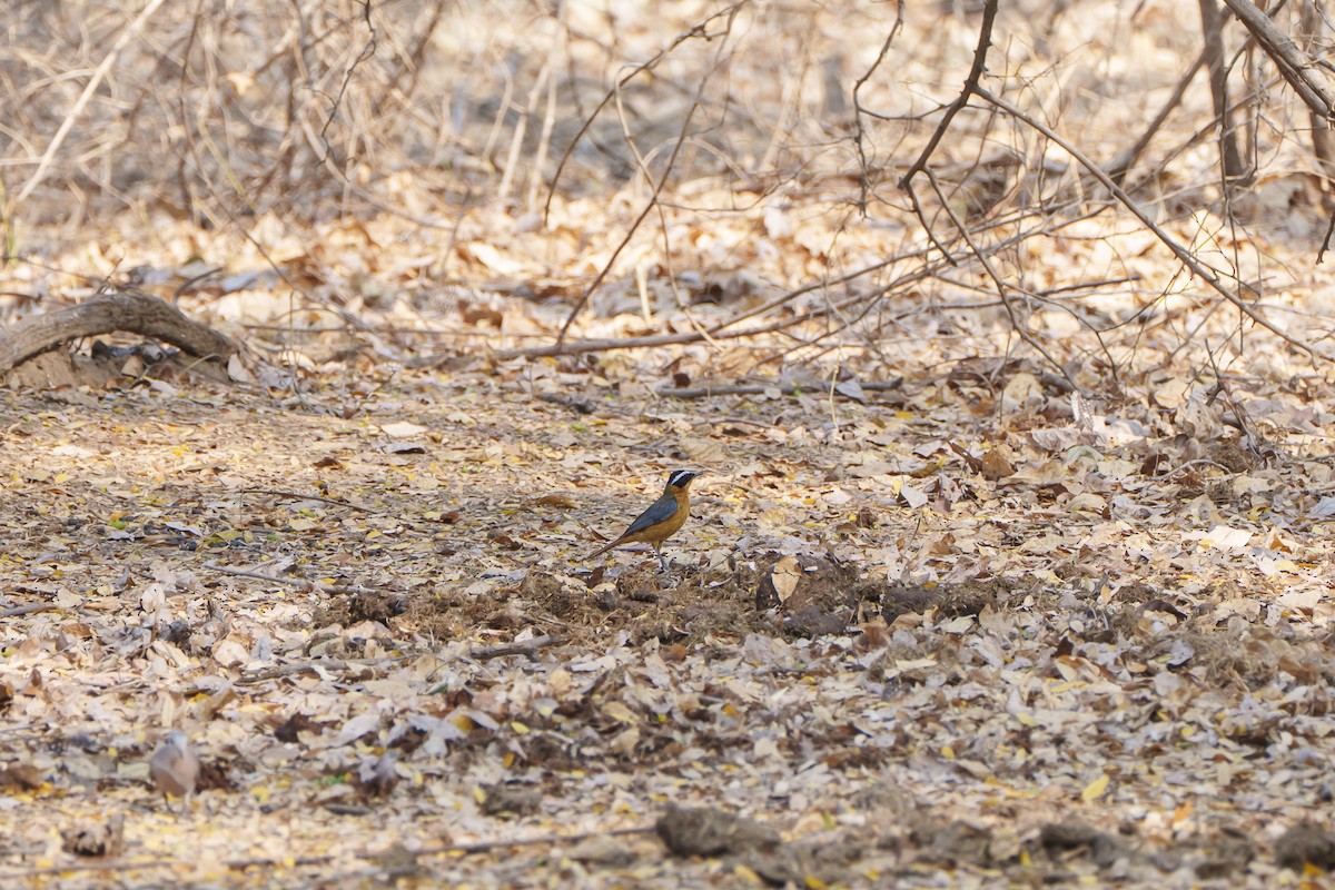Золотокіс білобровий - ML646094610