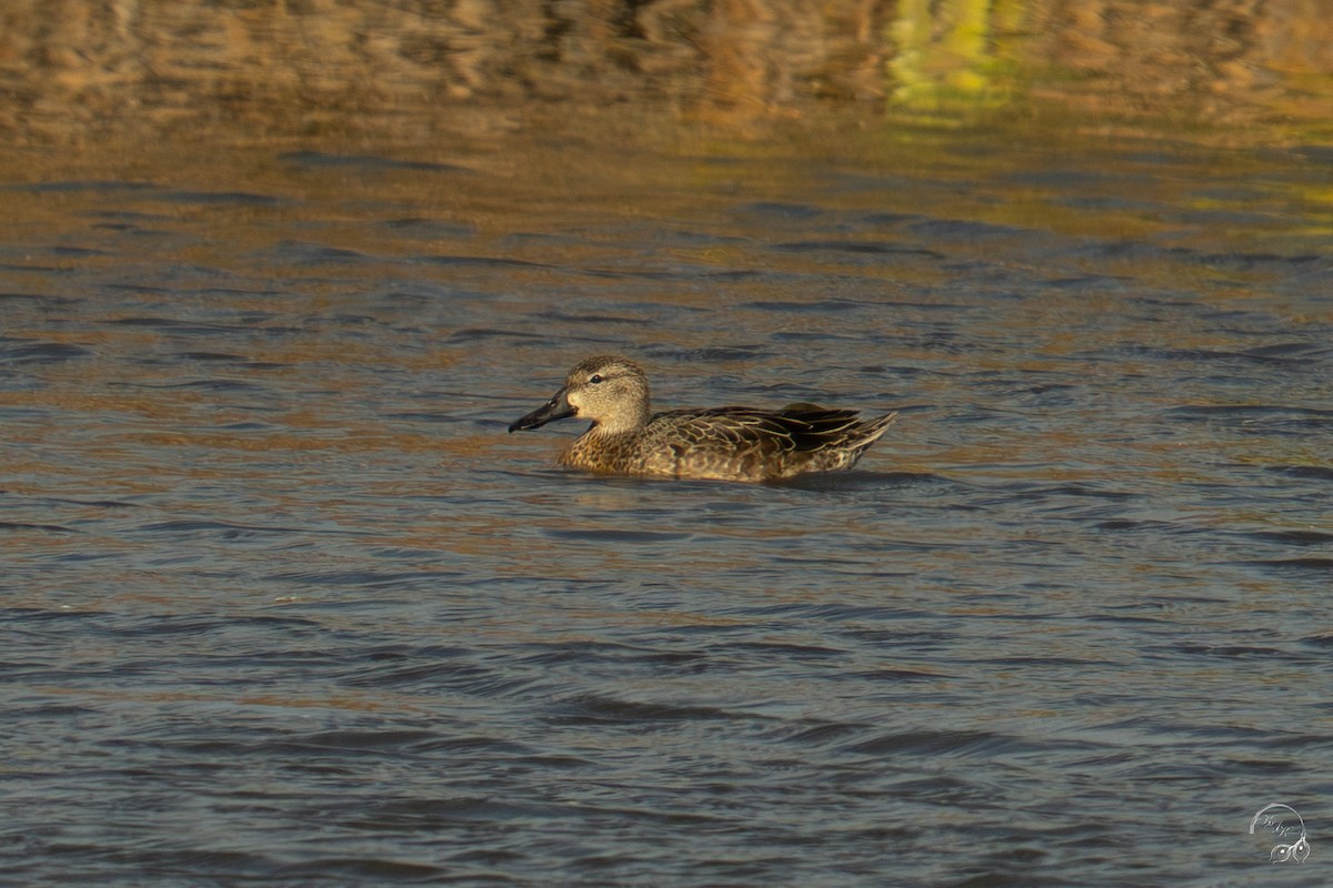 Чирянка блакитнокрила - ML646094611