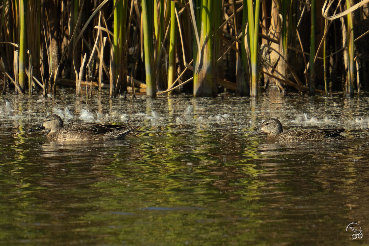 Чирянка блакитнокрила - ML646094612