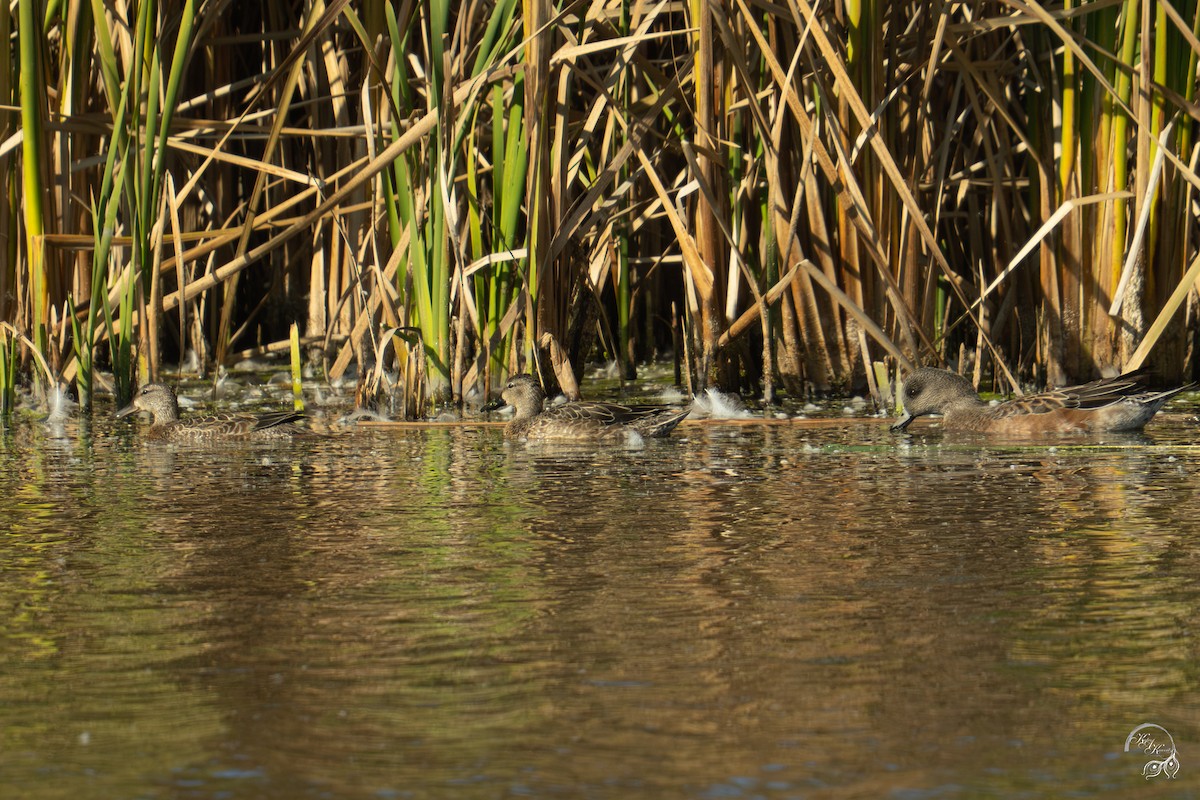 Чирянка блакитнокрила - ML646094613