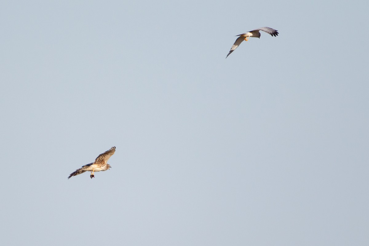 Лунь американський - ML646094615