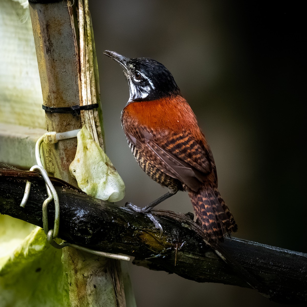 Поплітник каштановий - ML646094618