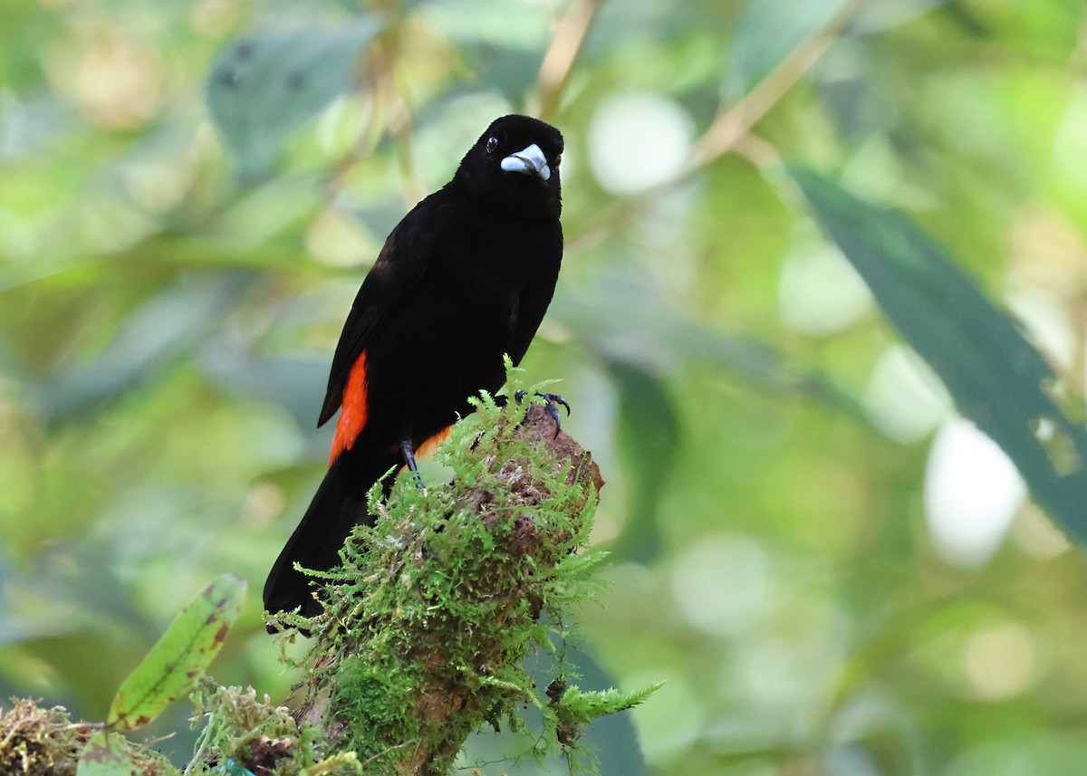 Тапіранга червоногуза - ML646094619