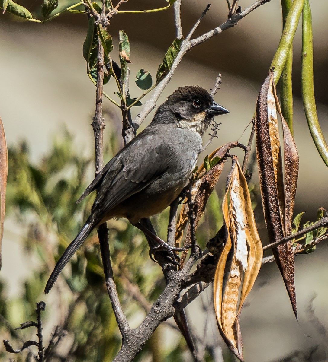 Заросляк рудочеревий - ML646094620