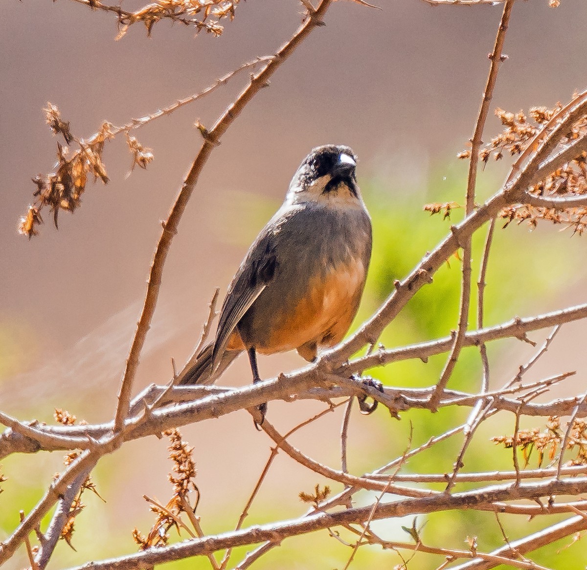 Заросляк рудочеревий - ML646094621