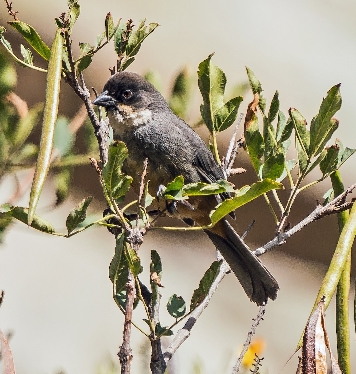 Заросляк рудочеревий - ML646094622