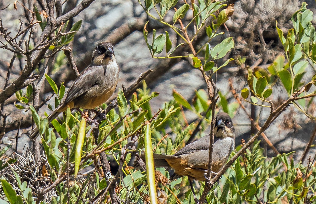 Заросляк рудочеревий - ML646094623