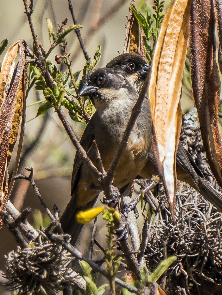 Заросляк рудочеревий - ML646094624