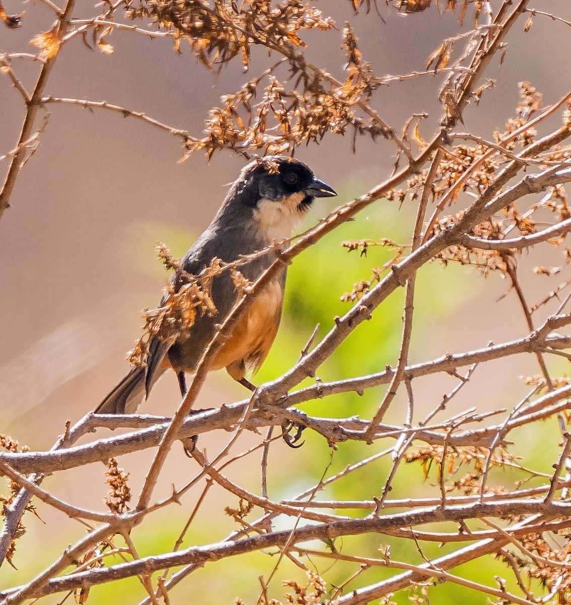 Заросляк рудочеревий - ML646094625